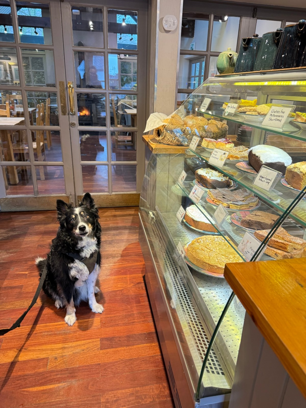 Day 2126 puppy Calaidh turns 11&nbsp;🥳🎉😘🎁🎈🎊