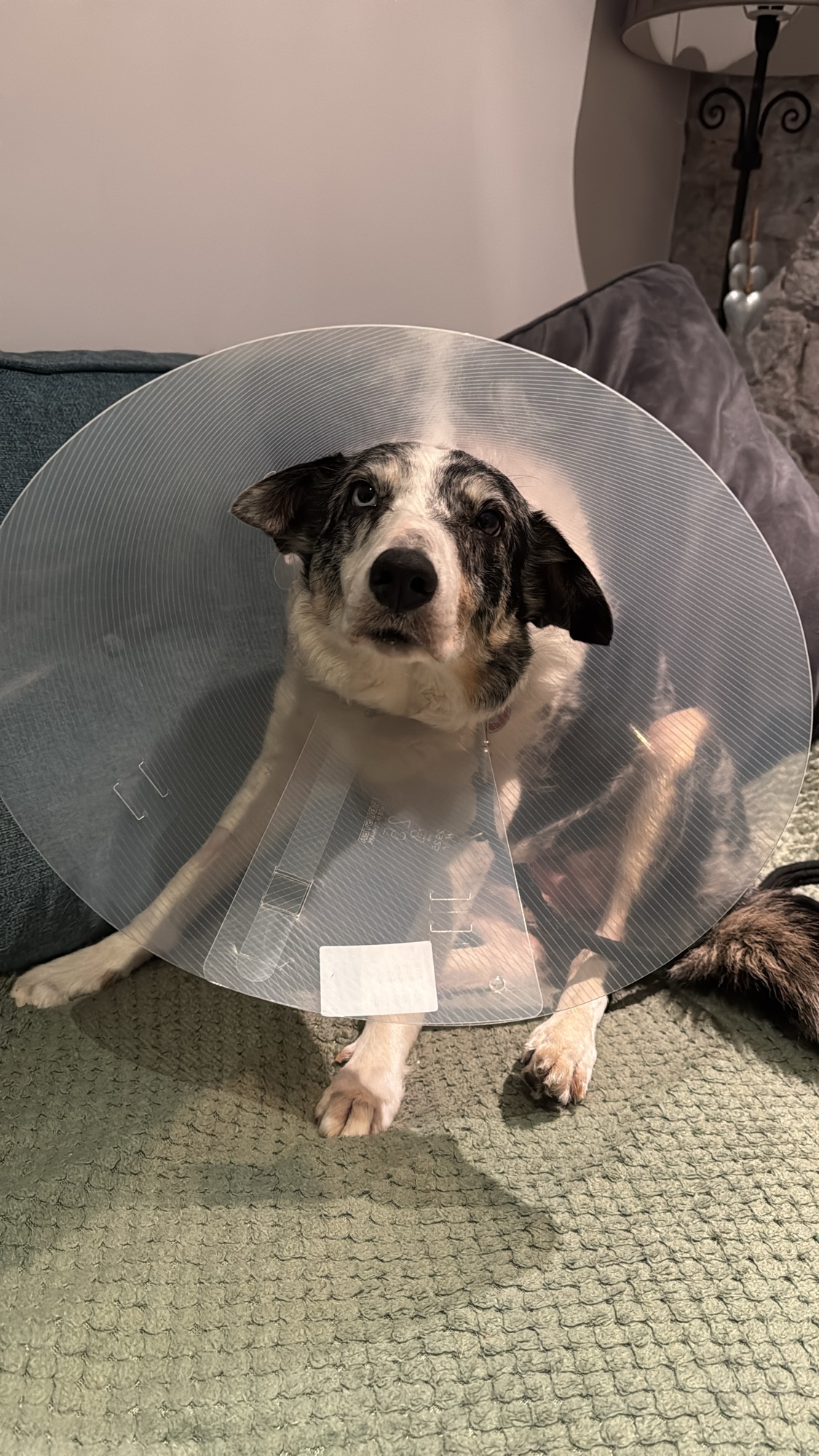 Day 2144 wee update on&nbsp;Freya